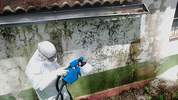 Top rated local Attic Mold Remediation specialists in Lakeland, GA